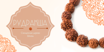 Рудракша🕉 - священное дерево Шивы